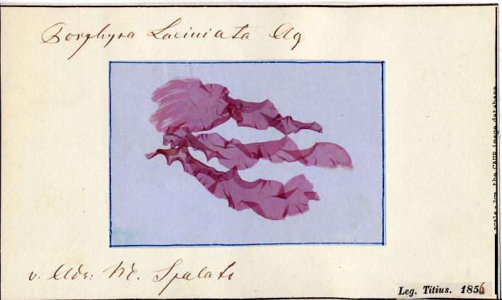 Porphyra laciniata_Titius 1856.jpg
